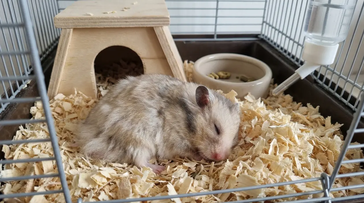 Criceto che dorme nella sua gabbietta su trucioli di legno